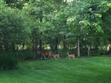 my backyard